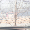 DSCF1901.JPG